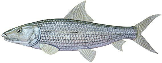 Best Bonefish Fly Fishing Gear